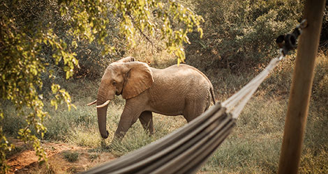 Hammock and tent at Garonga