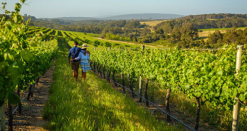 Western Australia- Vineyard