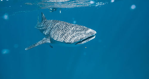 whale-shark