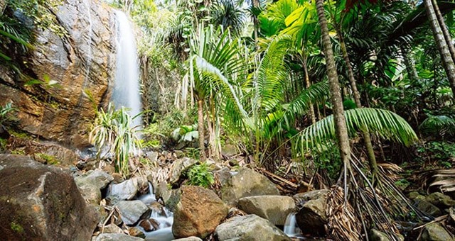 Waterfall and Rainforest in the Seychelles