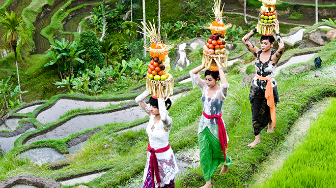 bali ladies in paddies