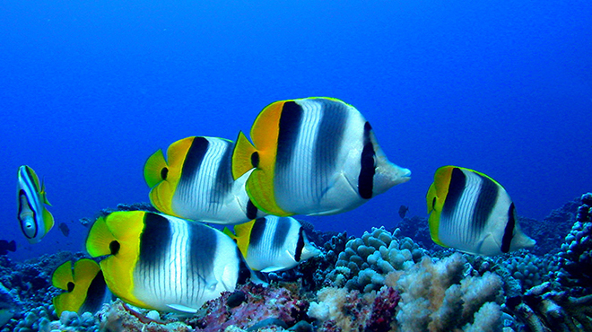 Poissons de récif, papillons, perroquets