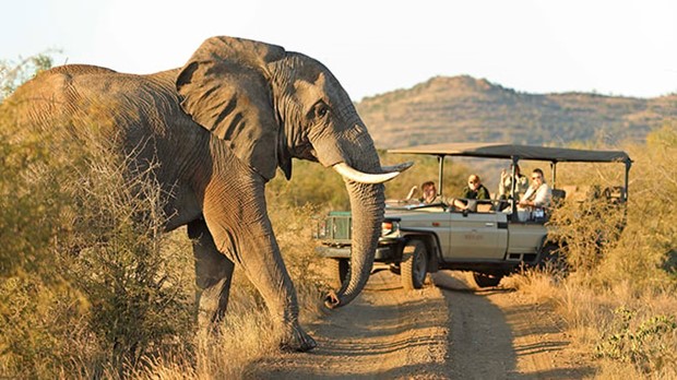 South Africa - on safari with Elephant crossing