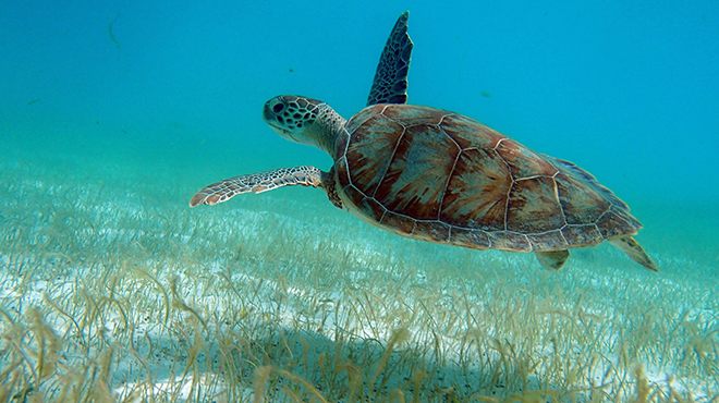 green turtle at petit st vincent