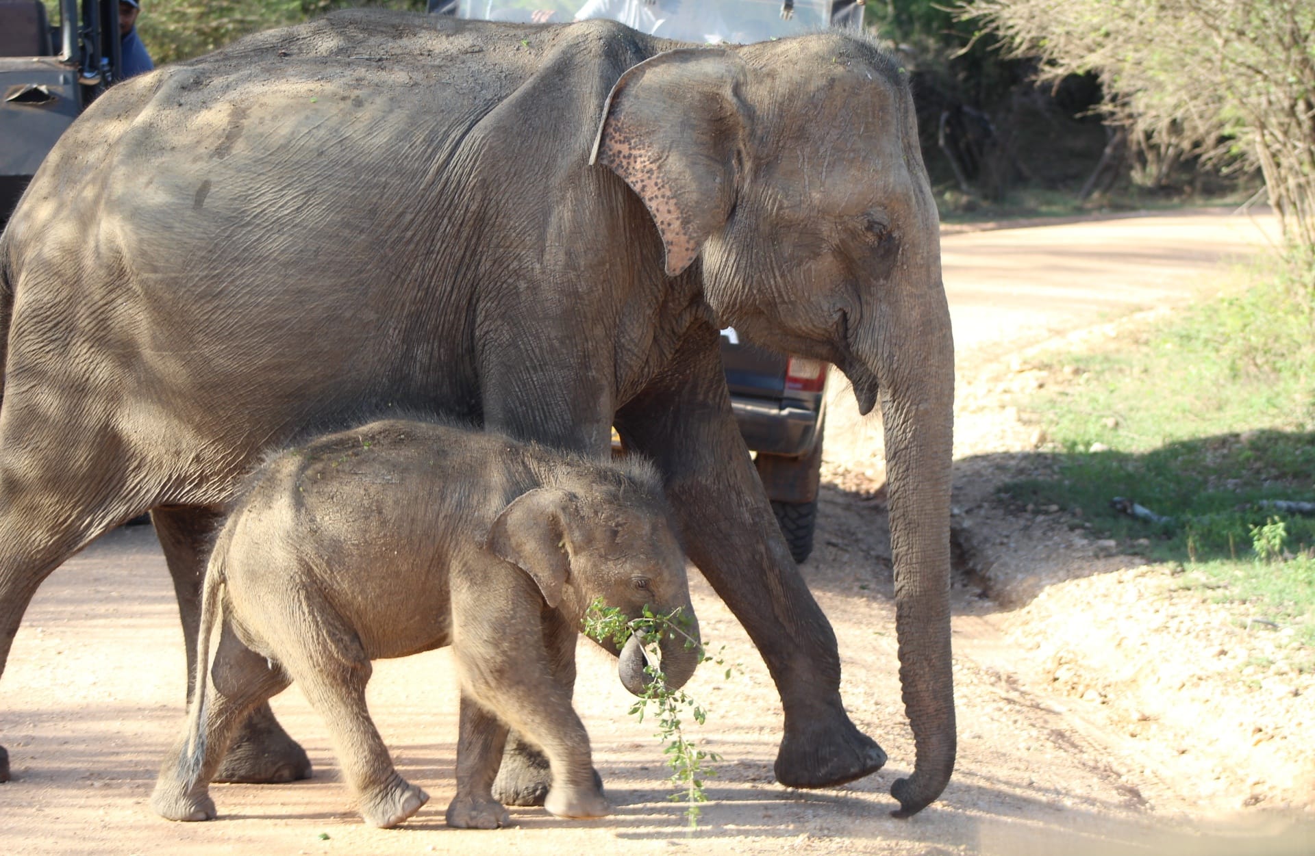 sri lanka elephants