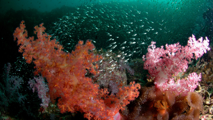 snorkelling