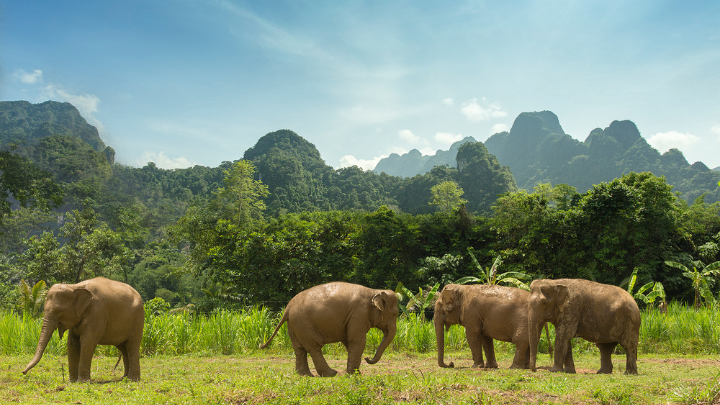 elephants thailand