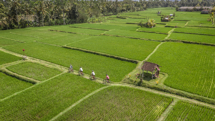 cycling amongst rice fields