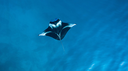 Black and white manta ray swimming under the ocean