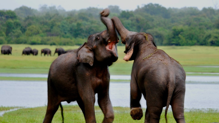 Yala national park