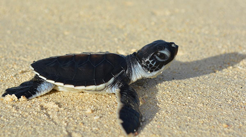 Black baby turtle hatchling on the beach at The Brando Island Resort in Tahiti.