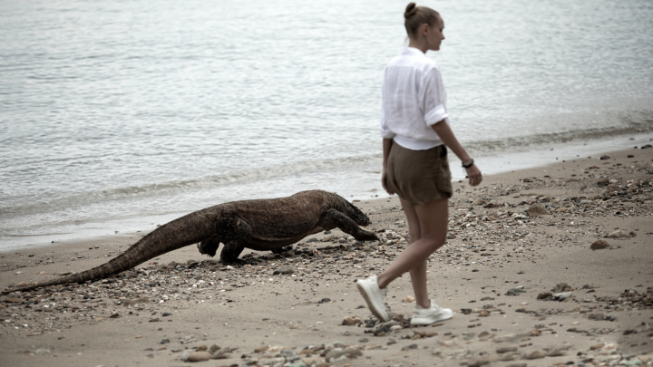 KOMODO DRAGONS