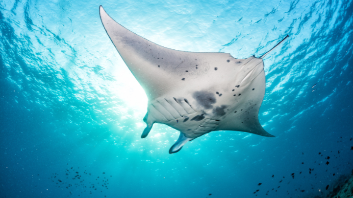 manta rays fiji