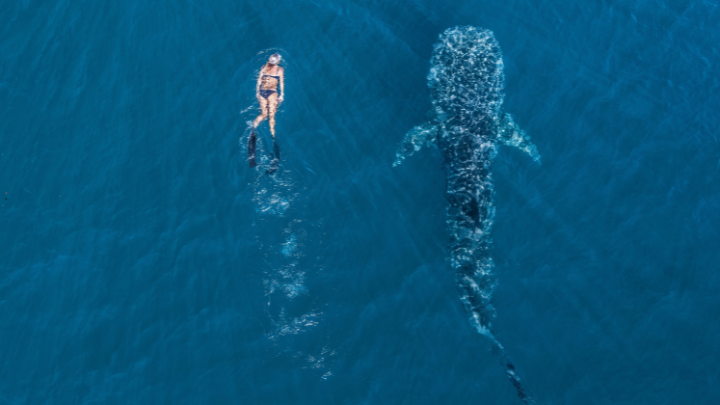 swim with whale sharks in australia