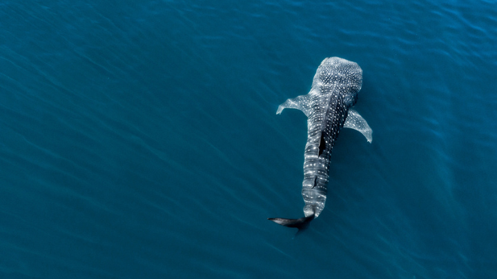 mexico swim the whale sharks