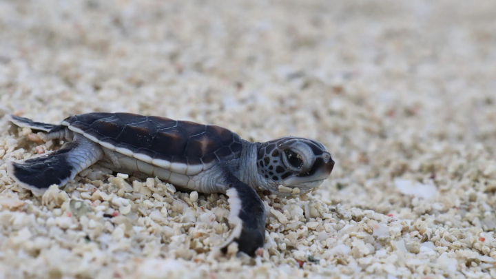 hatching at the brando