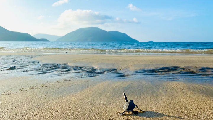 turtle release six senses con dao 