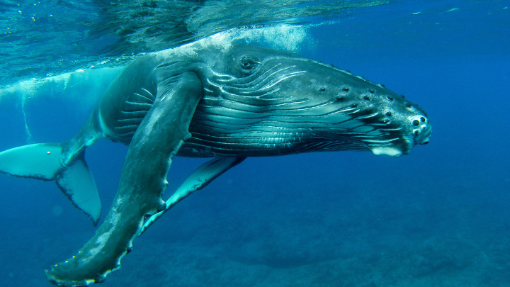whale season tahiti