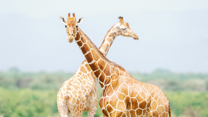 elsa's kopje kenya