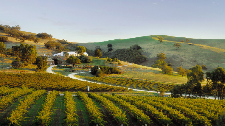 australia wine country vineyards