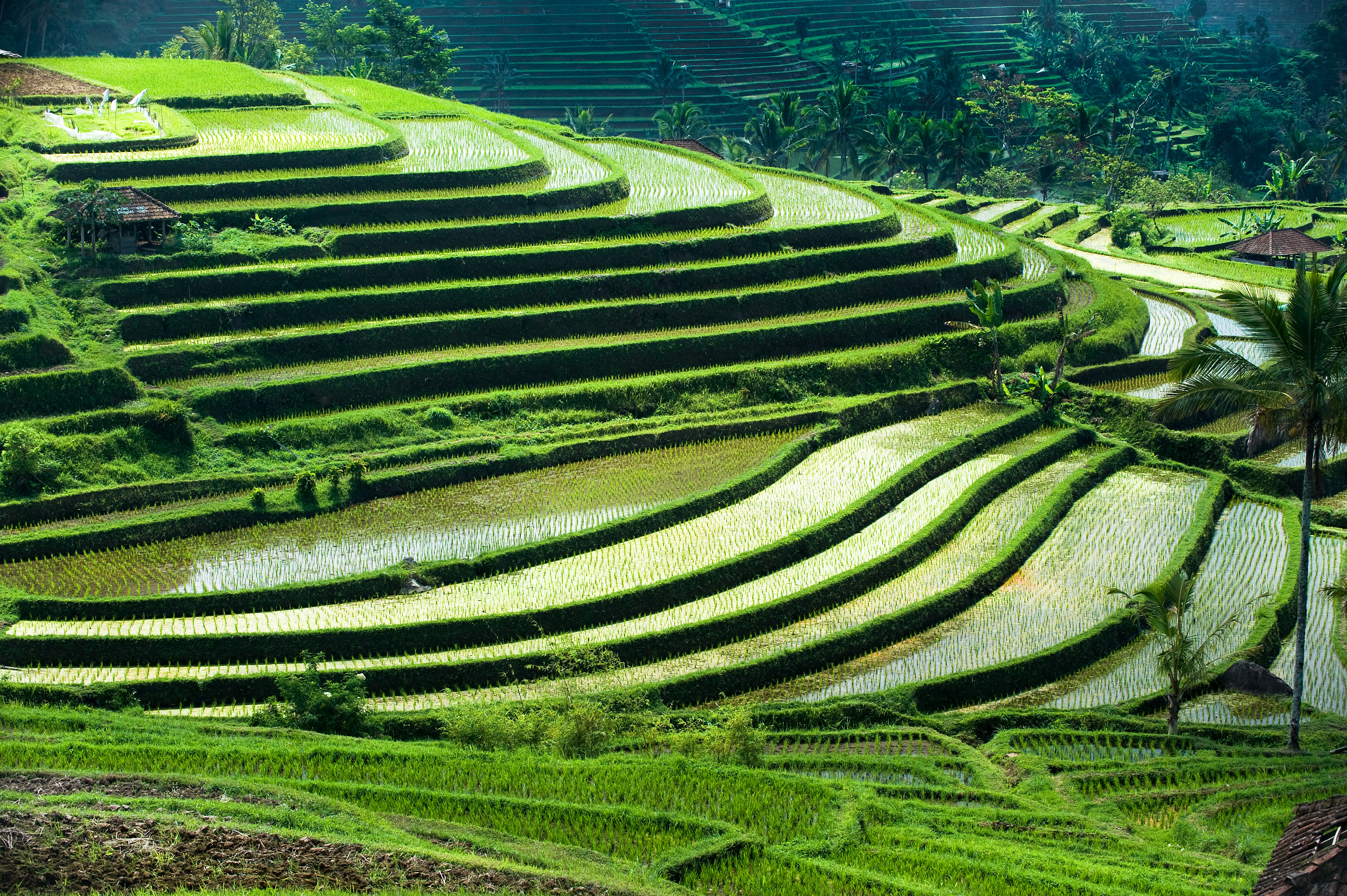 Bali Rice Terrace