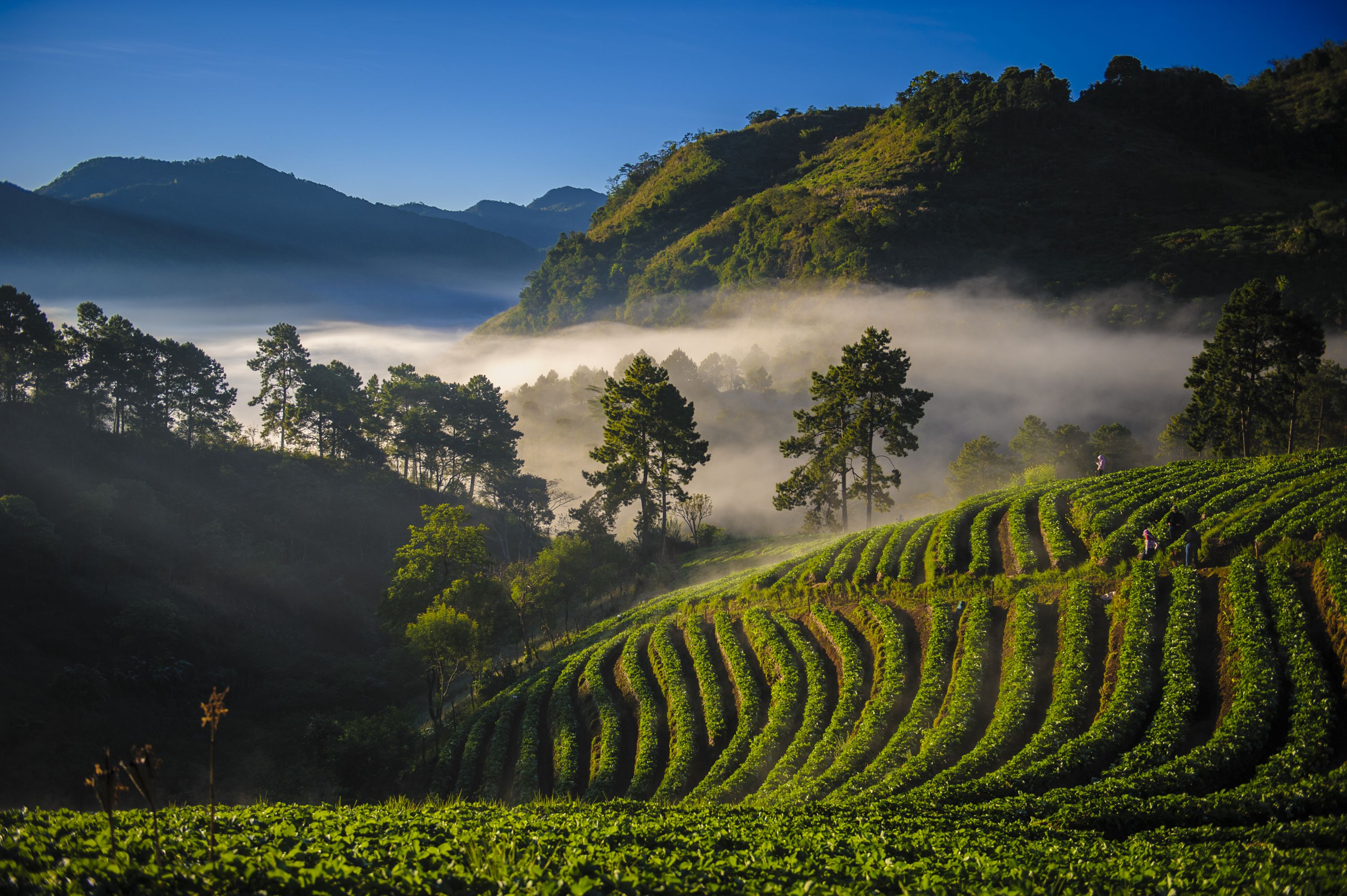 Thailand Chiang Mai Fields