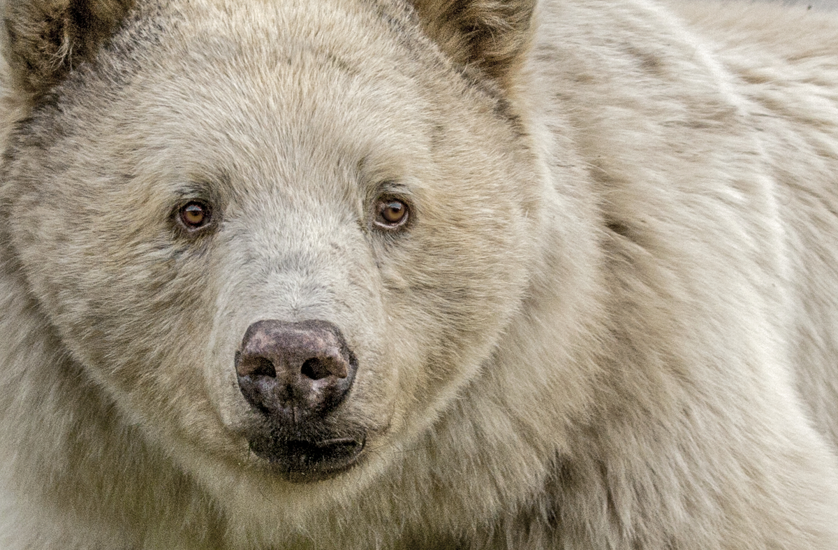 The Kermode (spirit) bear in British Columbia
