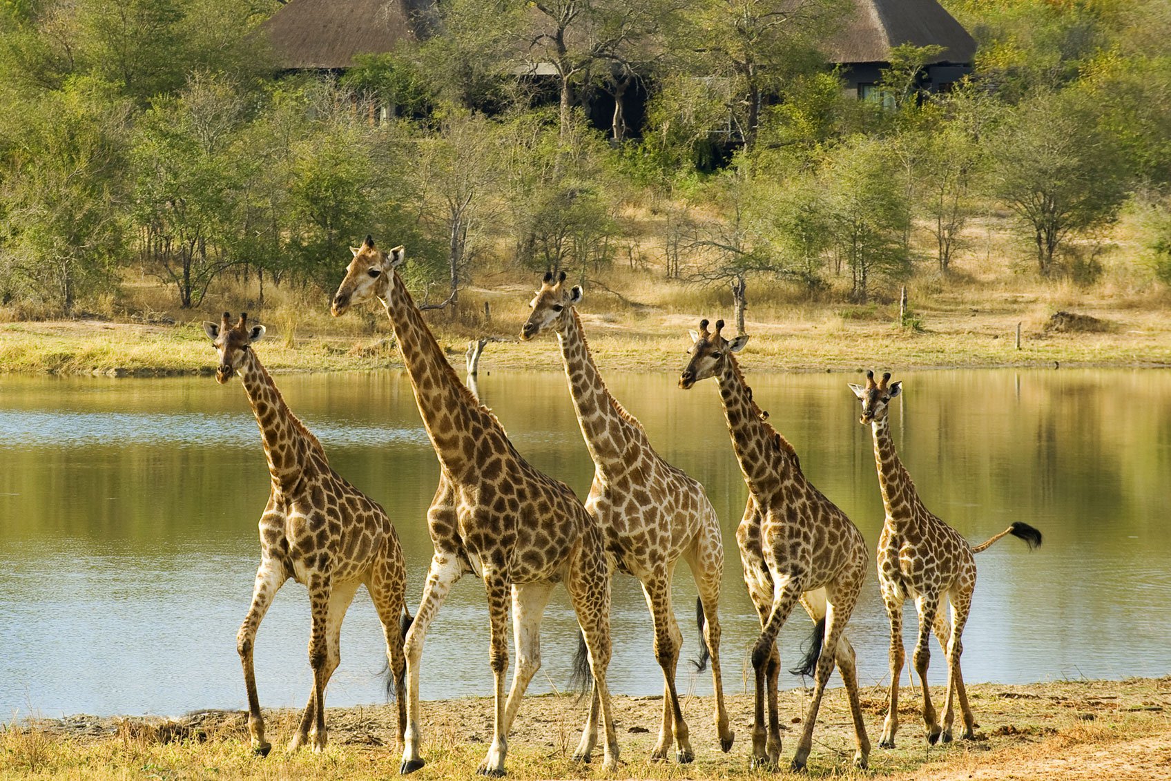 Giraffes at Chitwa Chitwa Safari Lodge in South Africa