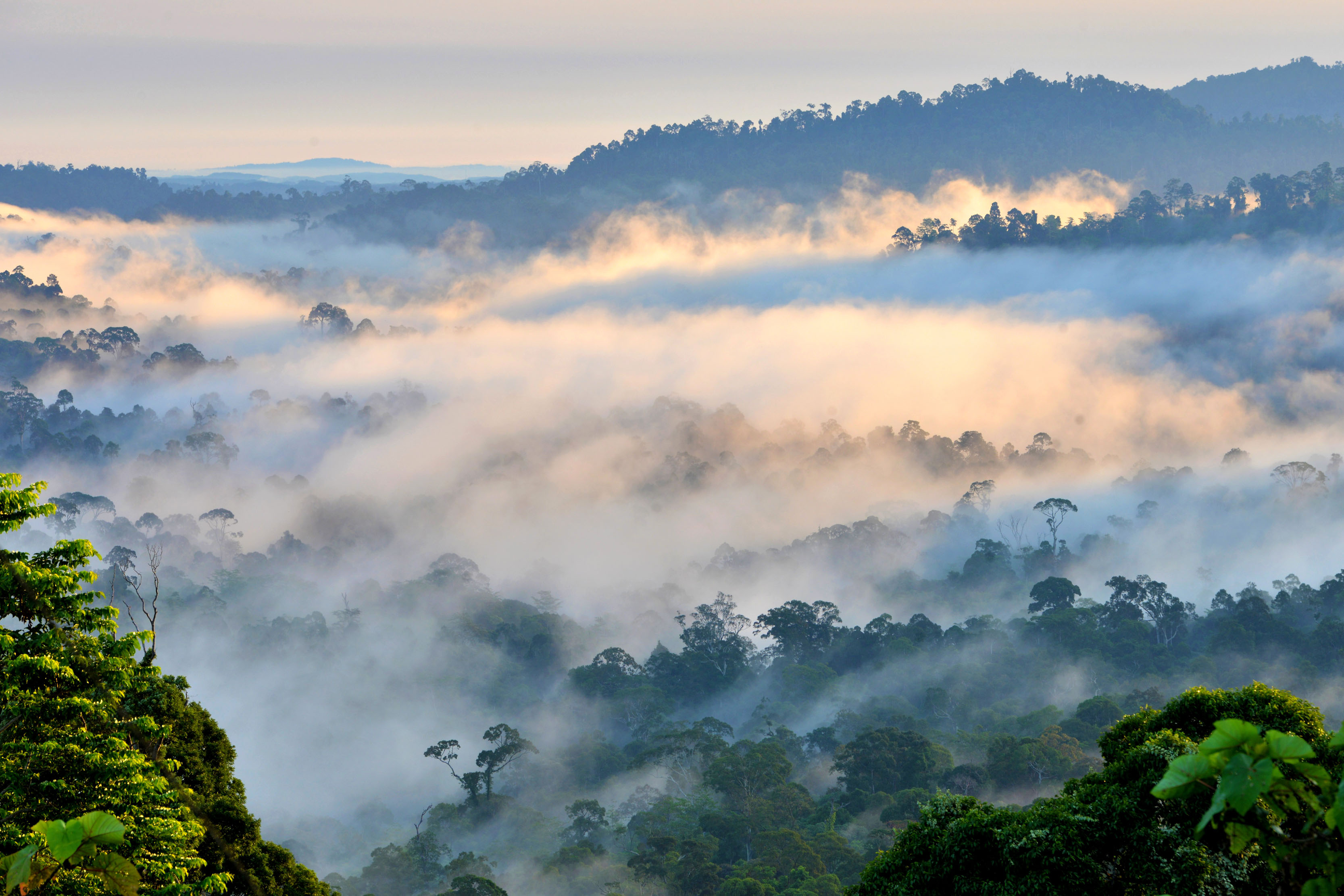 Danum Valley