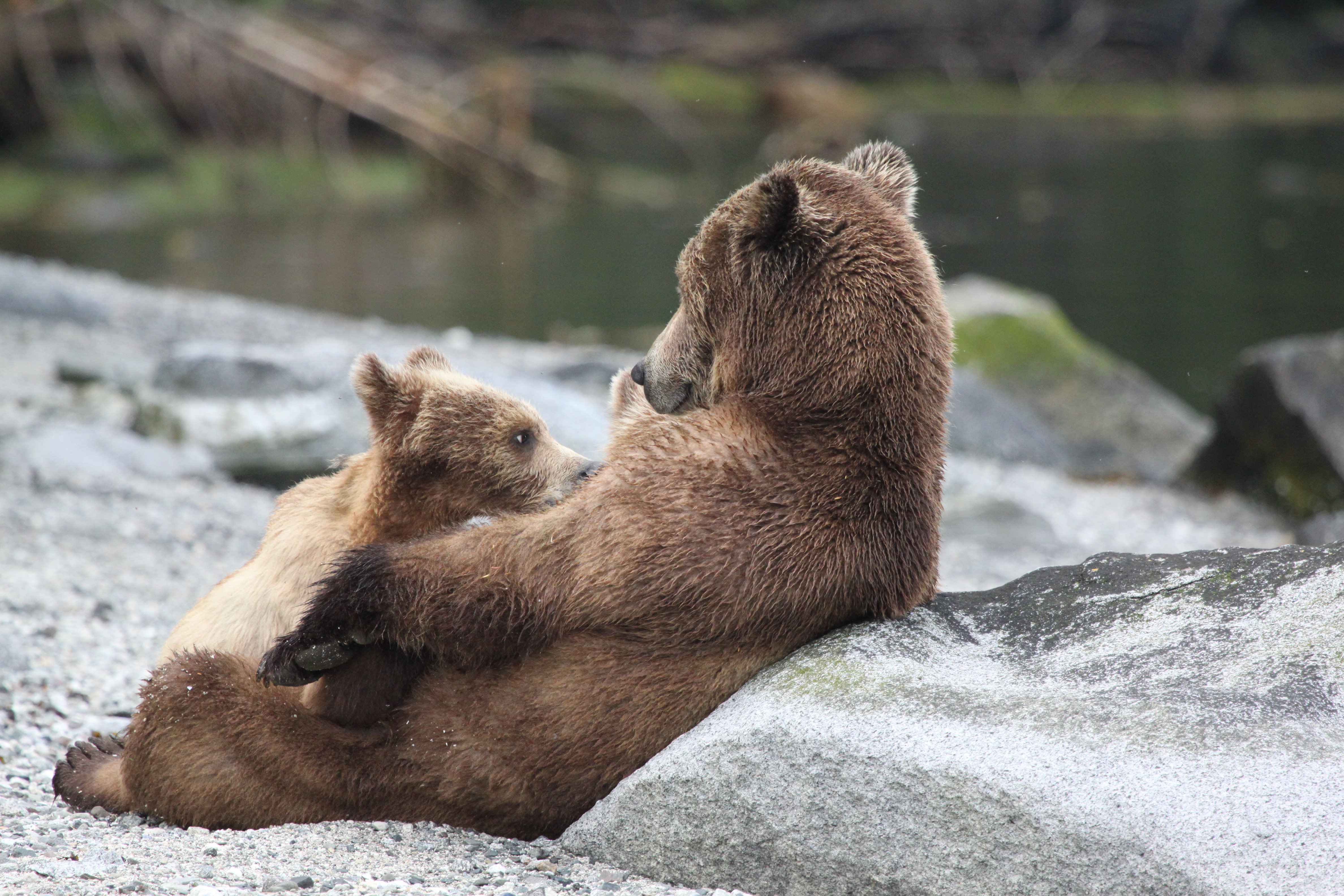 Mum and cub grizzly bear