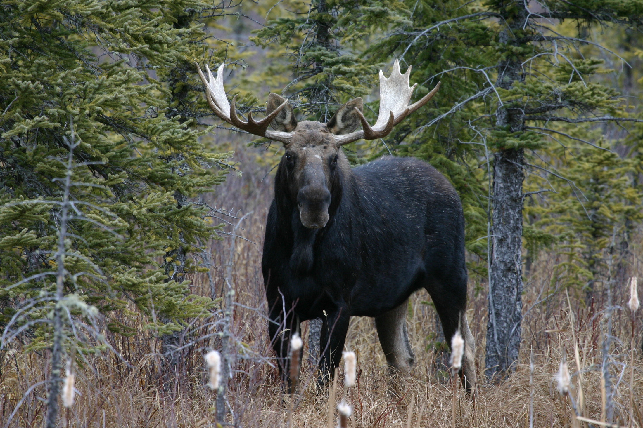 Elk in Alberta