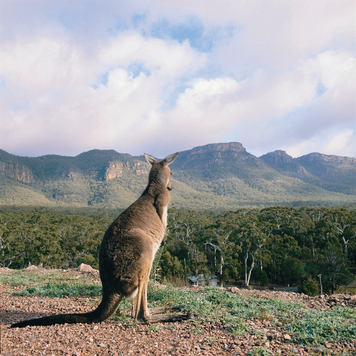 Kangaroo Grampians