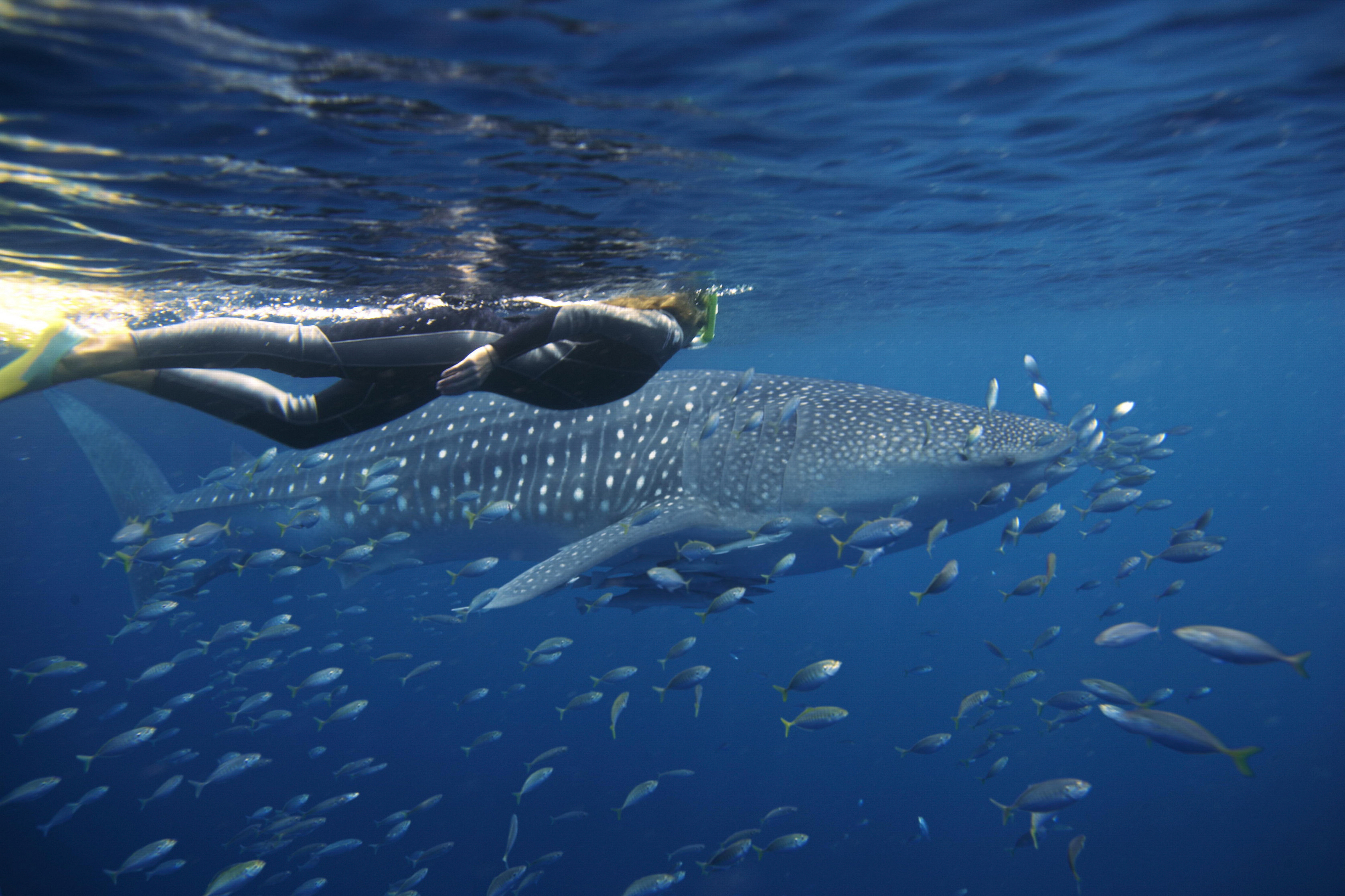 Swimming With Whalesharks - Ningaloo Reef