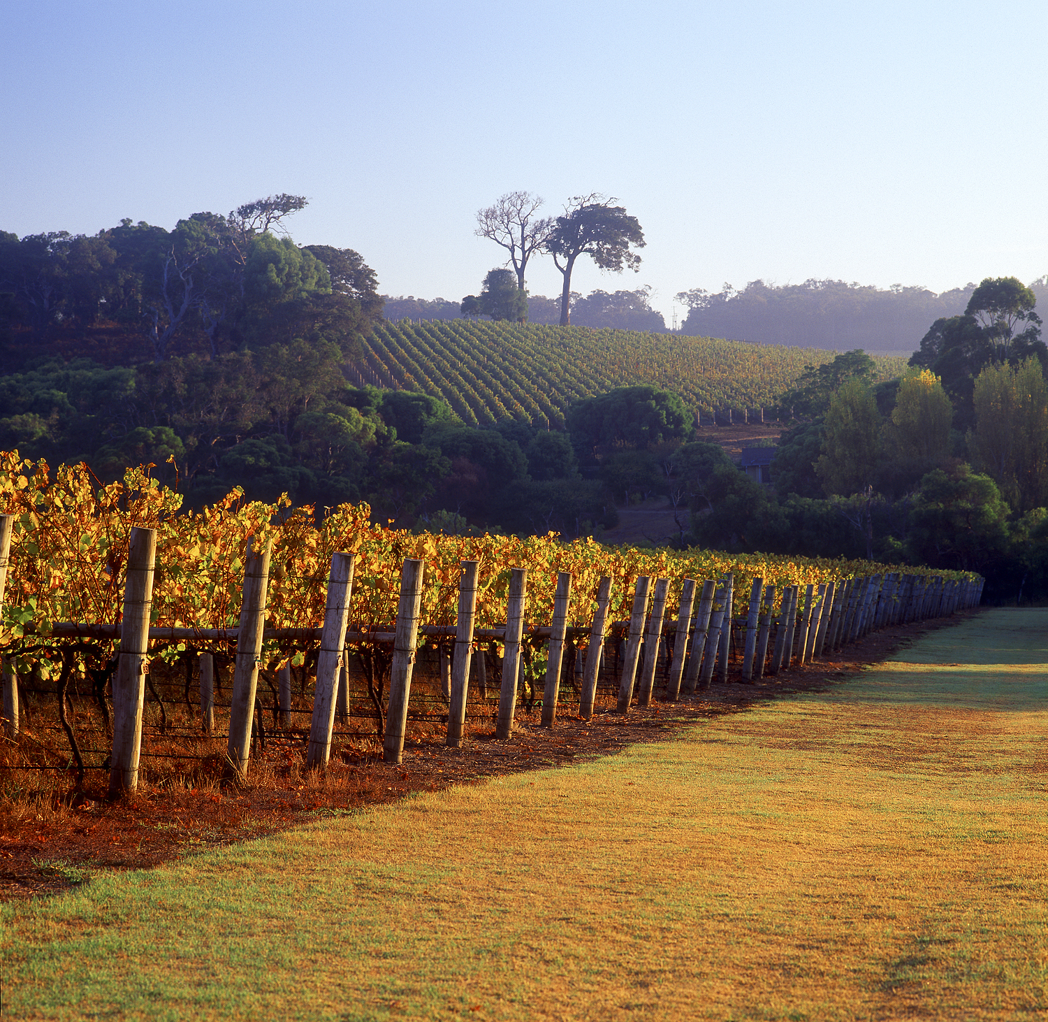Margaret River Vineyard