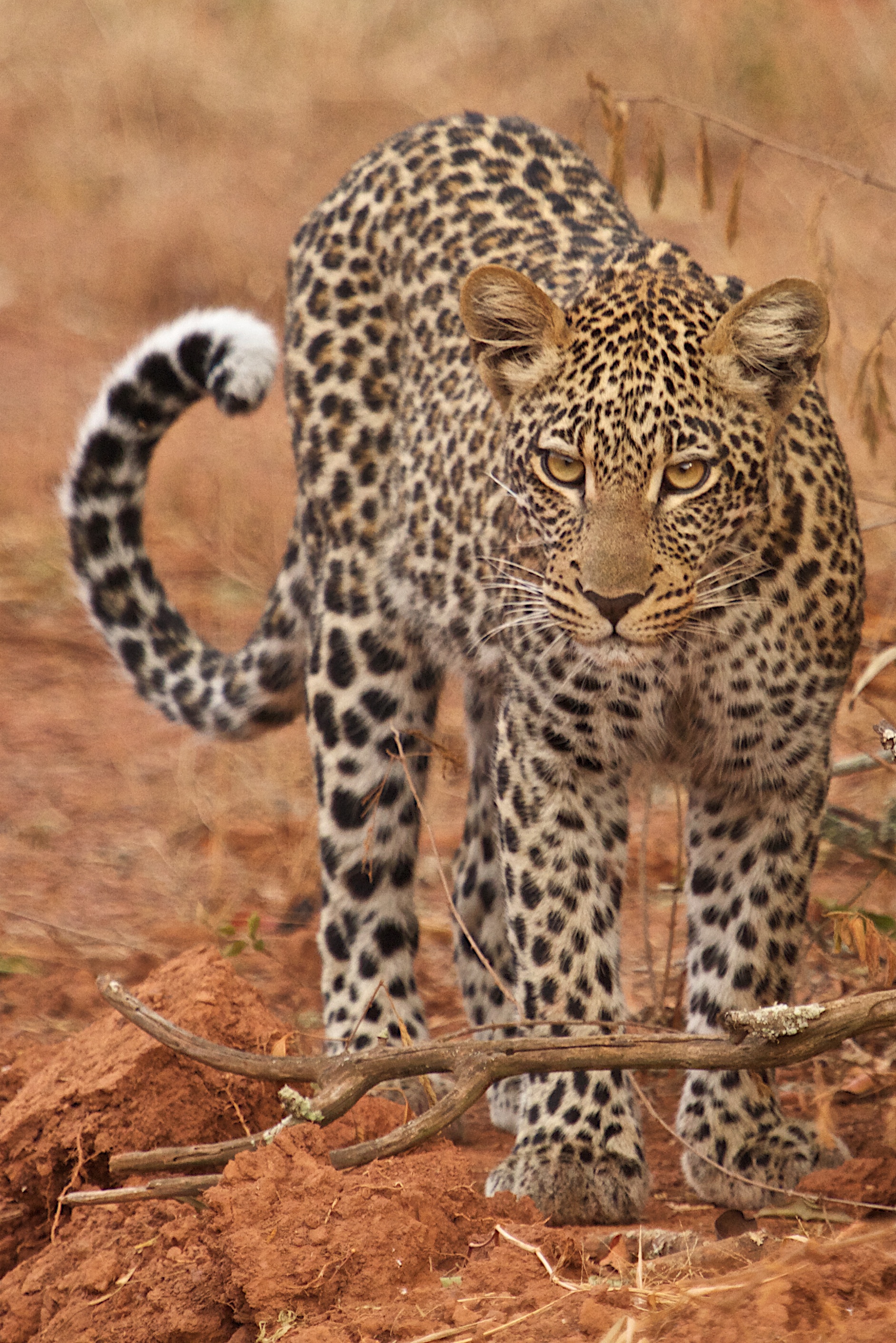 Leopard Rwanda