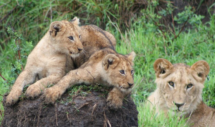 Lion Cubs at Little Governors Camp in the Masai Mara