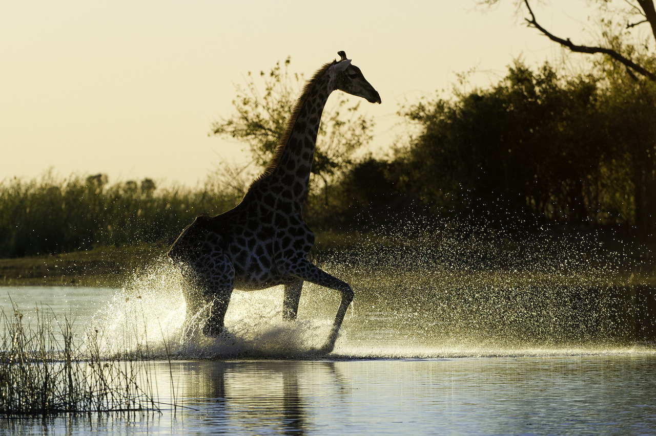 Giraffe in water at private game reserve Linyanti