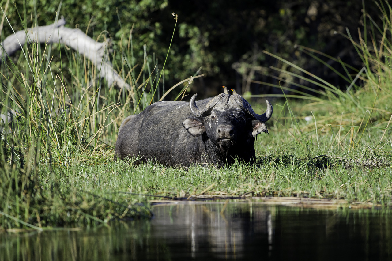 Water buffalo in private game reserve Linyanti