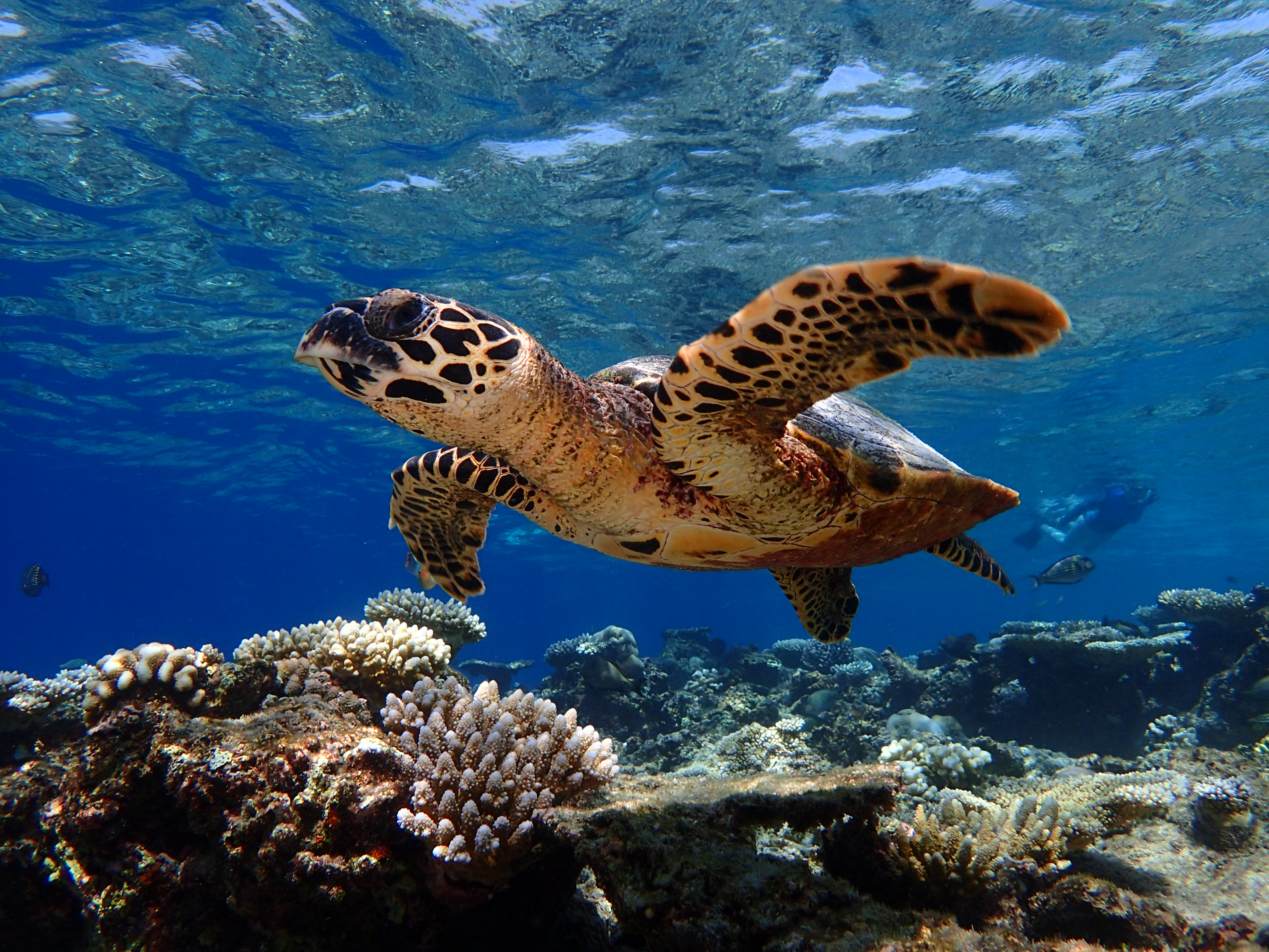 Baros Maldives housereef
