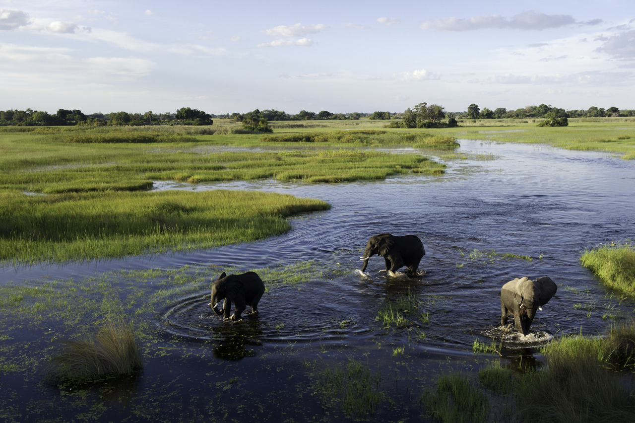 Elephants in the Okovango Delta River