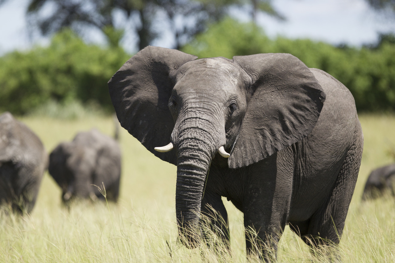 Elephant in Chobe National Park