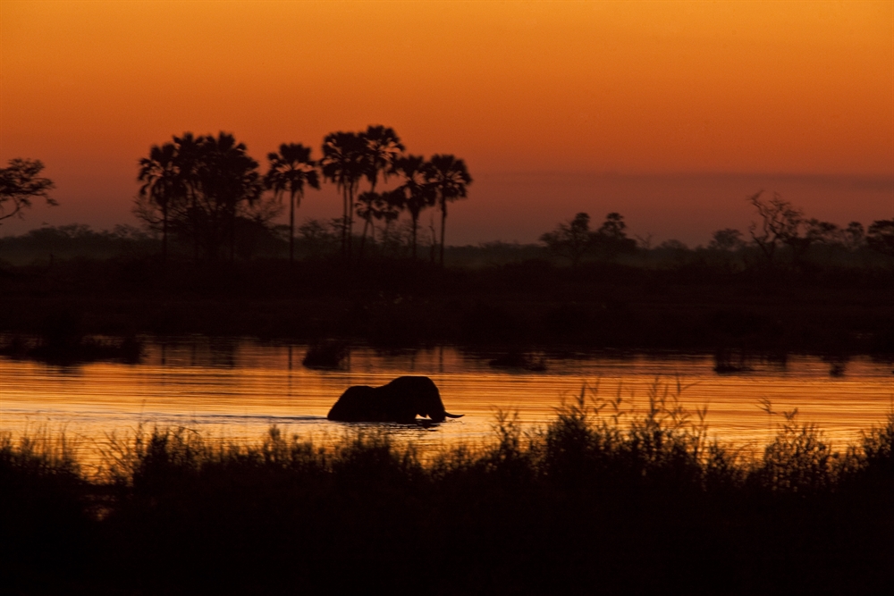 Elephant in Selinda Spilway