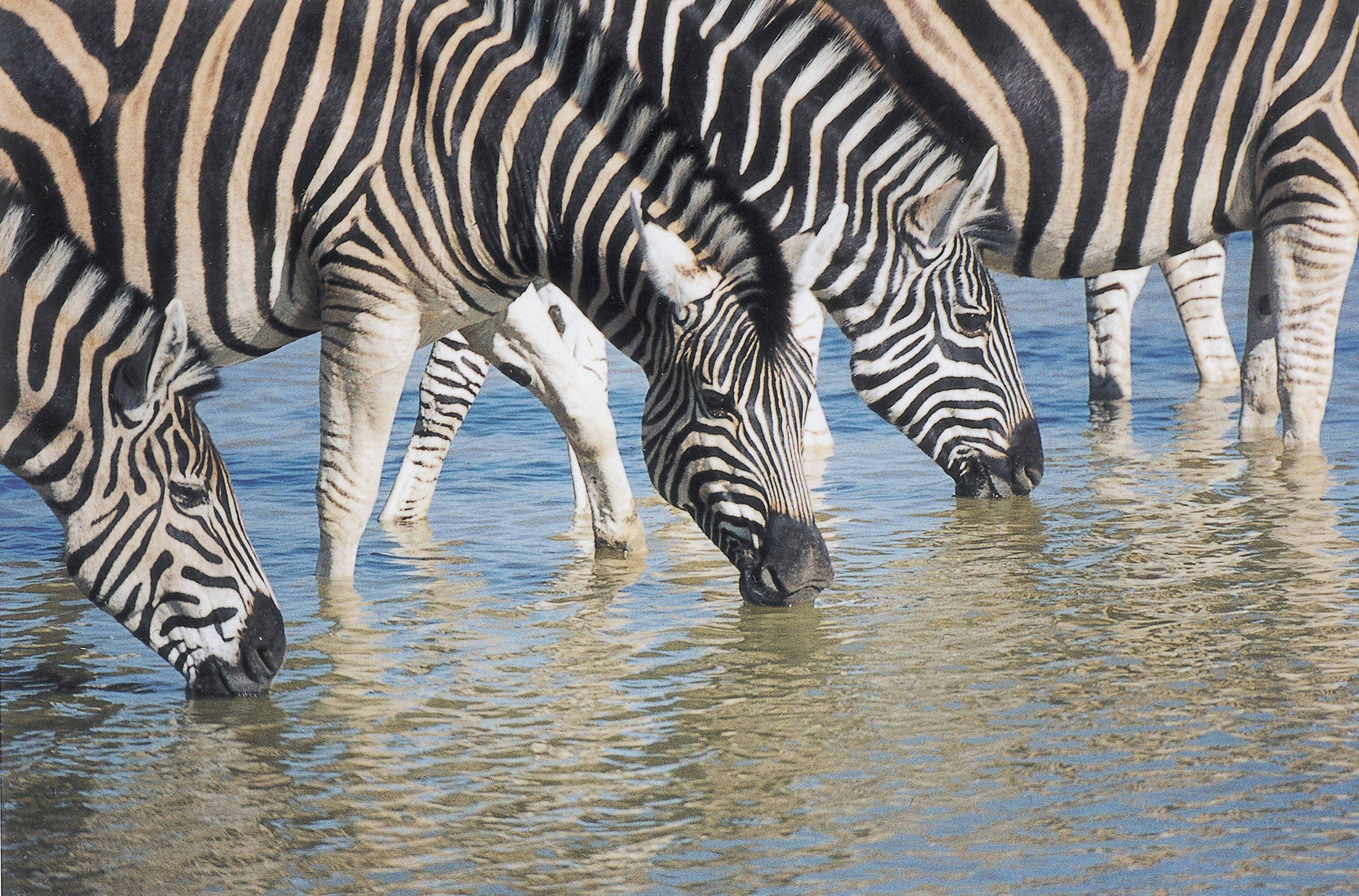 Zebras drinking water at Sanctuary Makanyane in South Africa