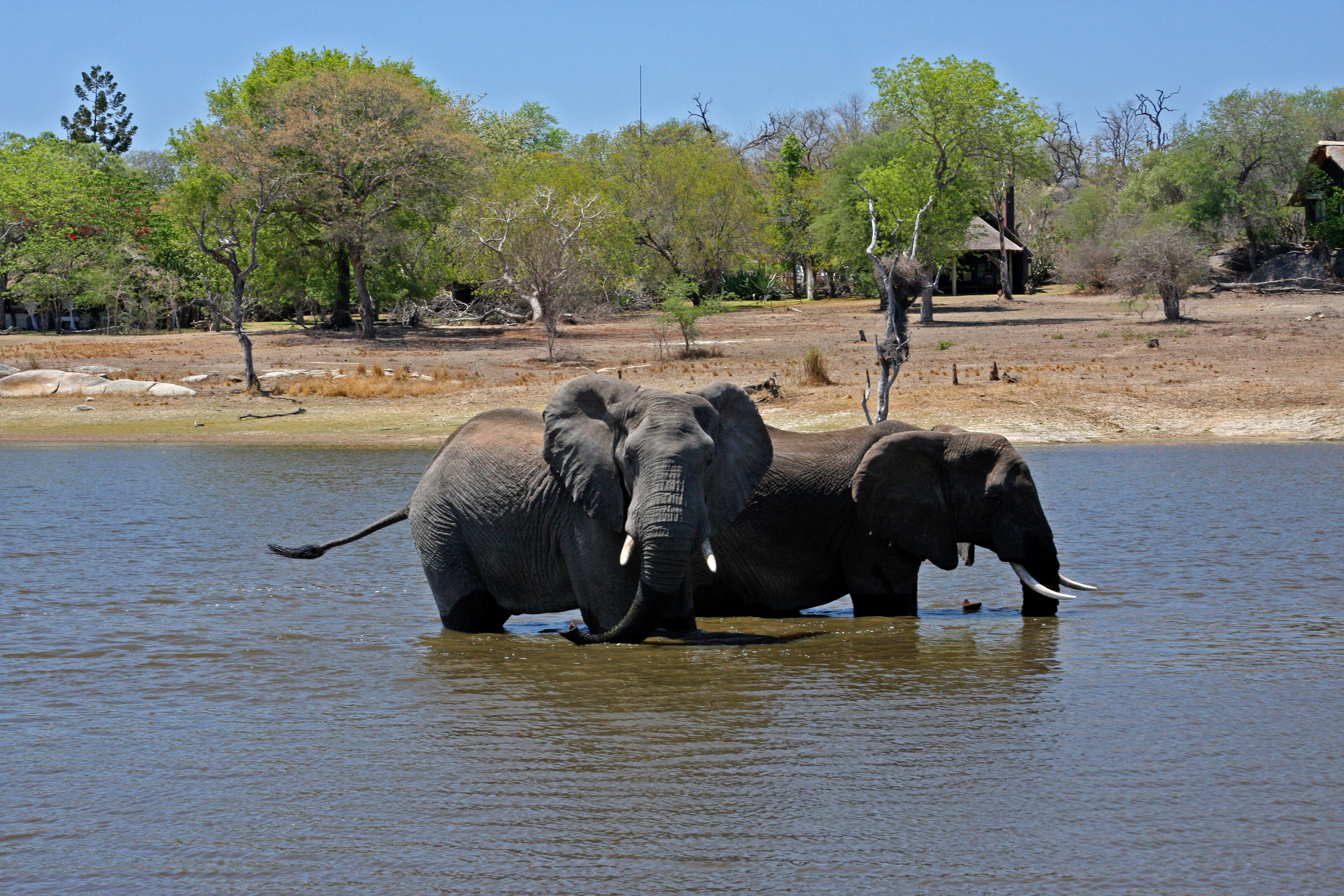 Elephants in water outside Chitwa Chitwa luxury resort