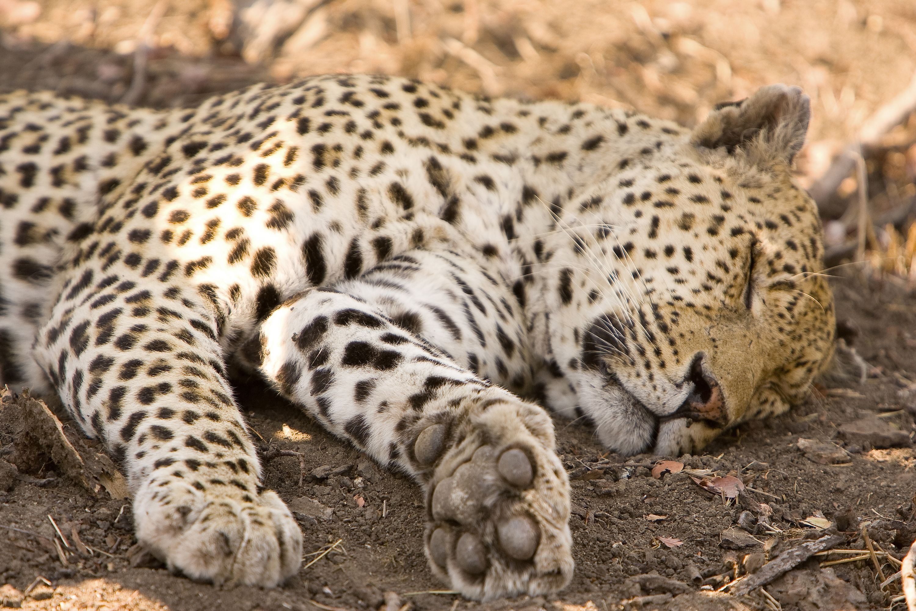 Leopard snoozing at Chitwa Chitwa luxury safari lodge
