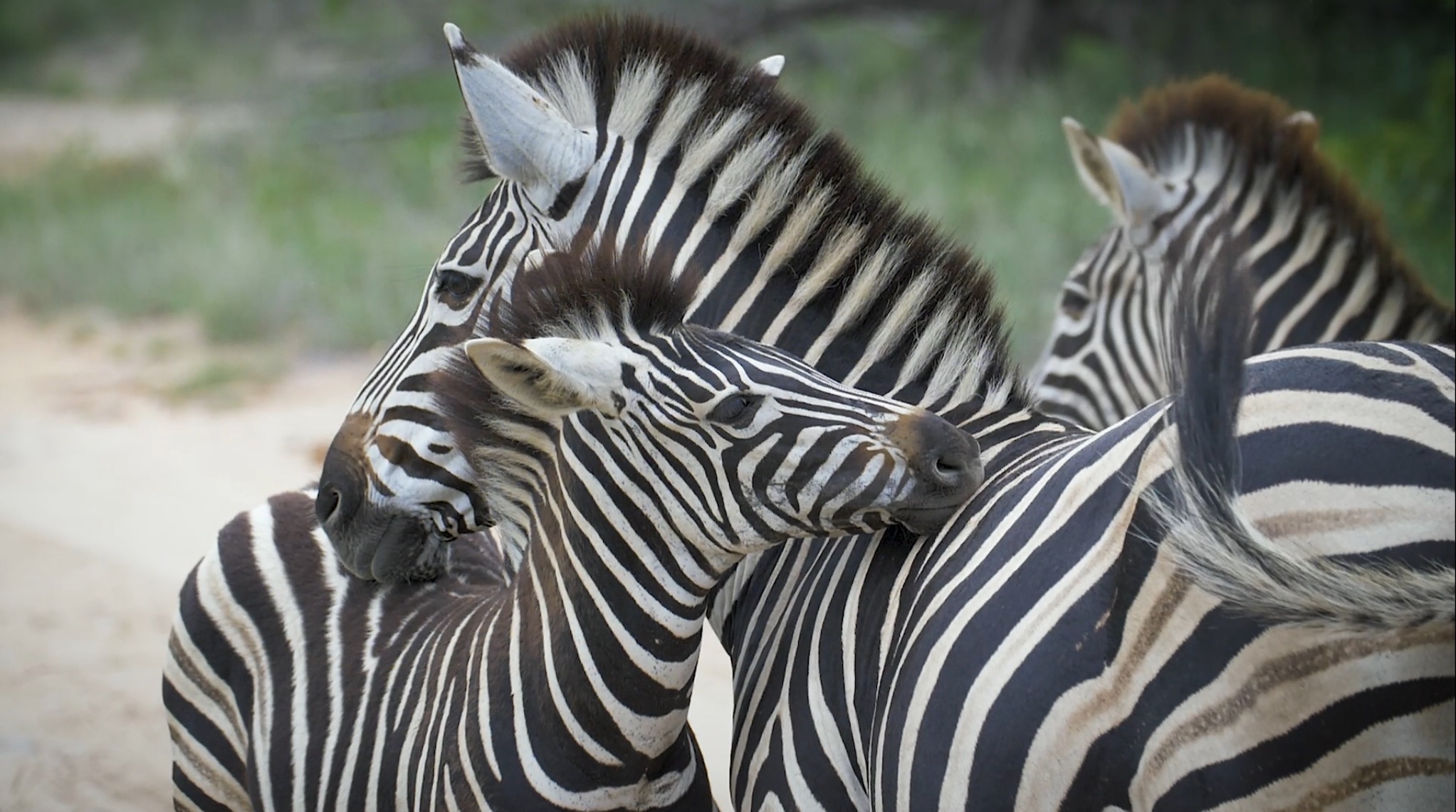 Dulini Safari Zebra