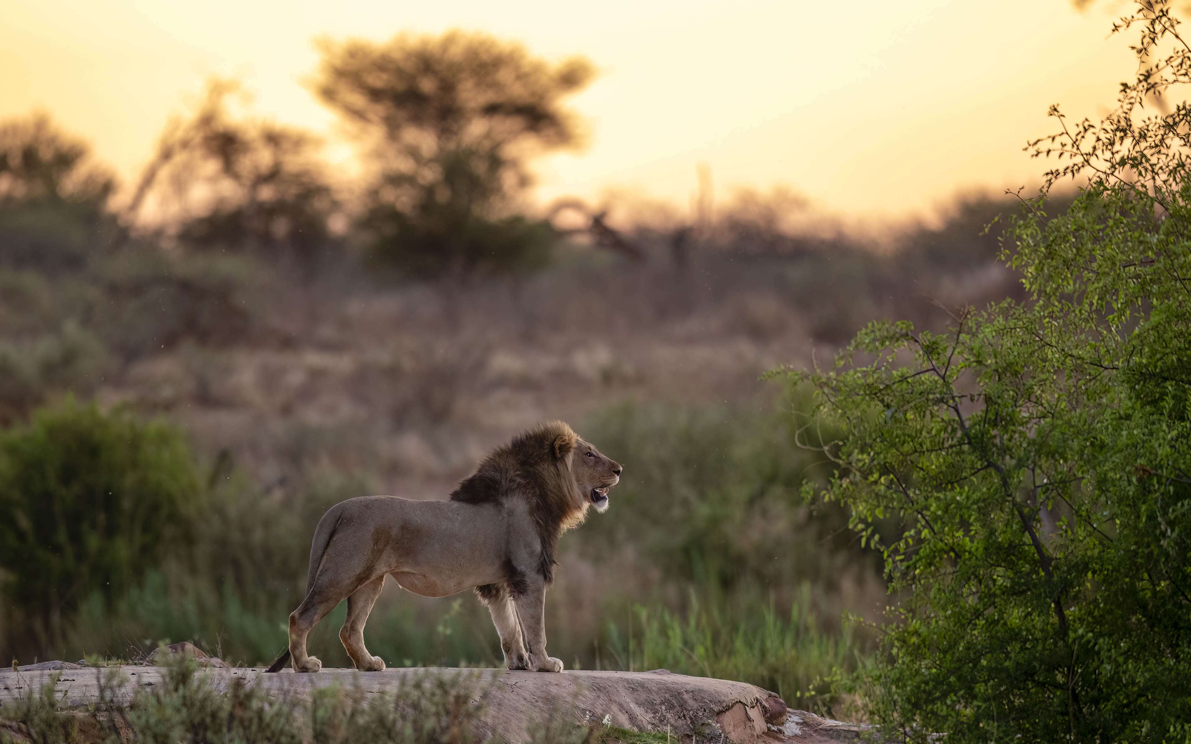 Male Lion Marataba.jpg