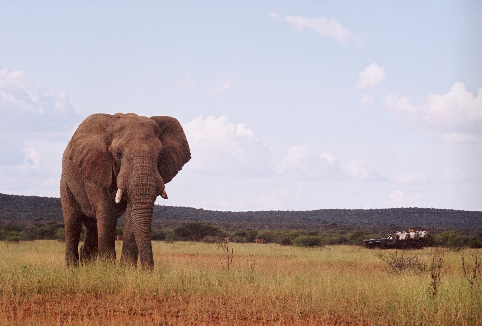 Game drive with elephants in Marakele National Park