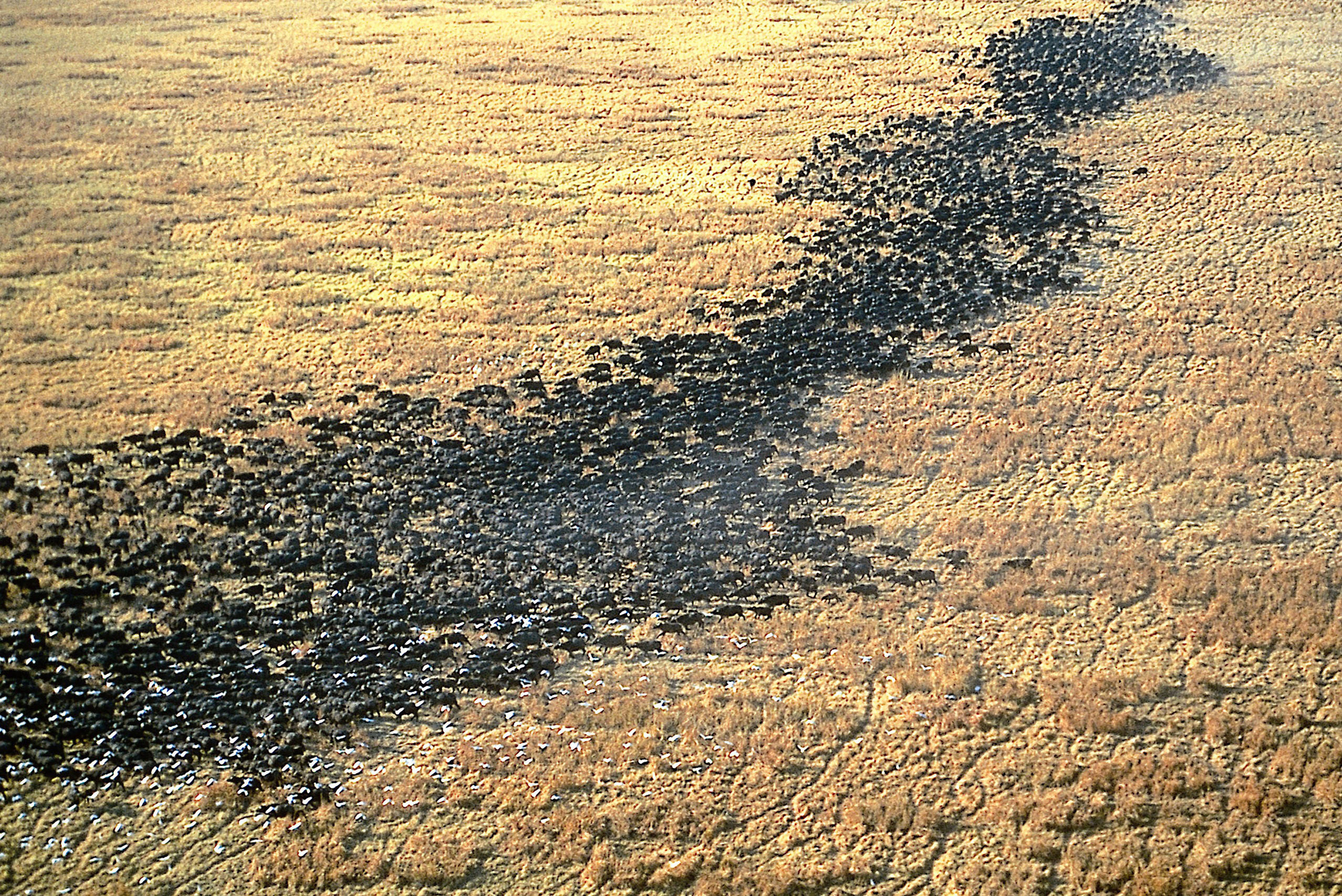 Herd of Buffalo in Western Tanzania
