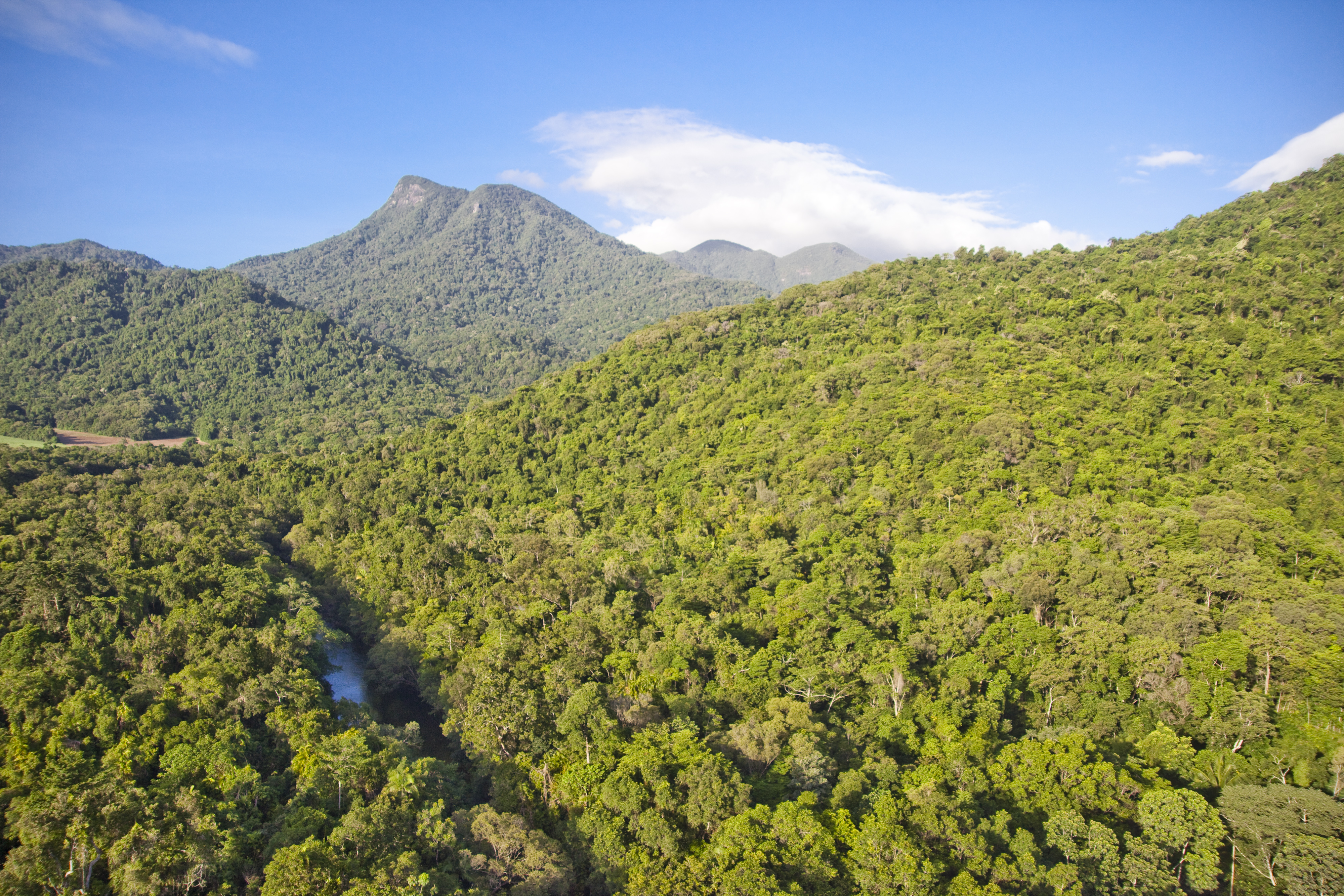 Mount Demi lush green rain forest near Silky Oaks Lodge hotel in Australia